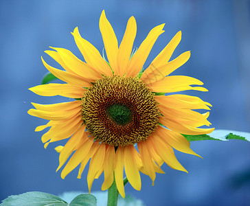 植物 向日葵太阳收成播种机农作物菊花背景图片