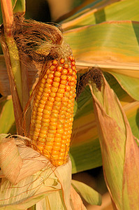 开裂玉米谷物农业生长农场粮食食物收成场地背景图片