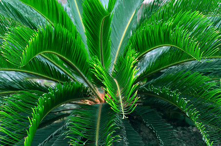 外部棕榈植物学苏铁科高清图片