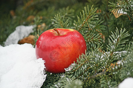 红苹果背景照片红色松树绿色新年一张照片白色高清图片