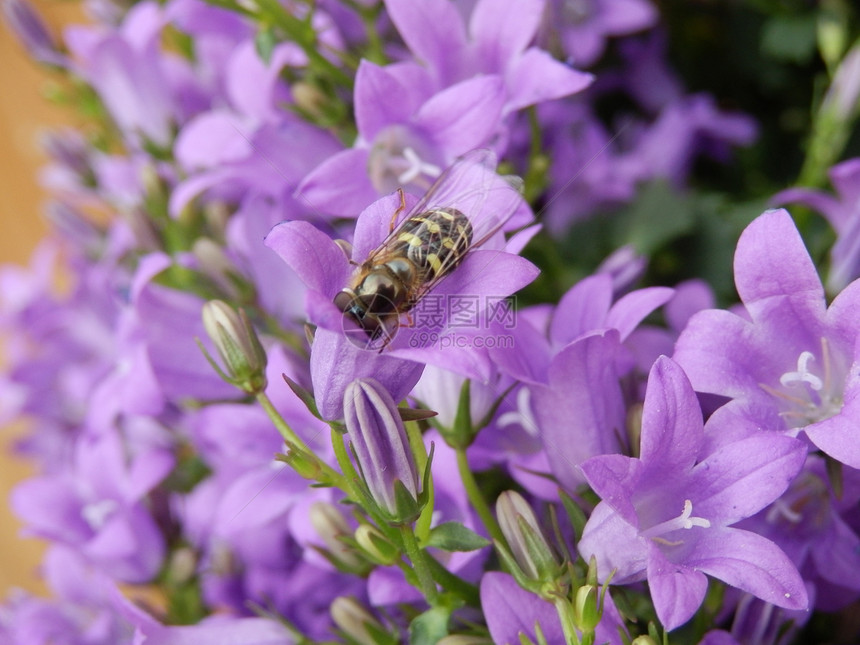 鲜花蜜蜂图片