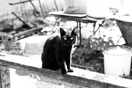 黑猫眼睛长椅宠物绿色神话花园迷信黑色猫咪背景图片