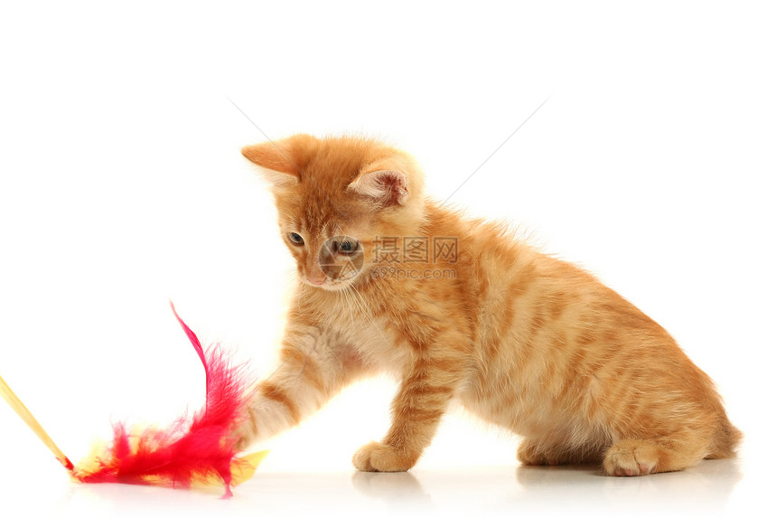 小玩小猫咪羽毛红色耳朵白色柔软度哺乳动物黄色猫咪小猫动物图片