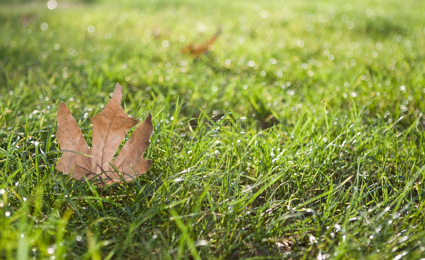 草地上的绿叶枫树枫叶环境季节绿色叶子图片
