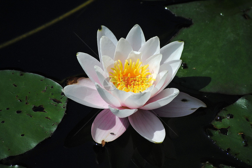 白水莉莉花花瓣水生植物雌蕊池塘百合白色荷花植物学园艺图片