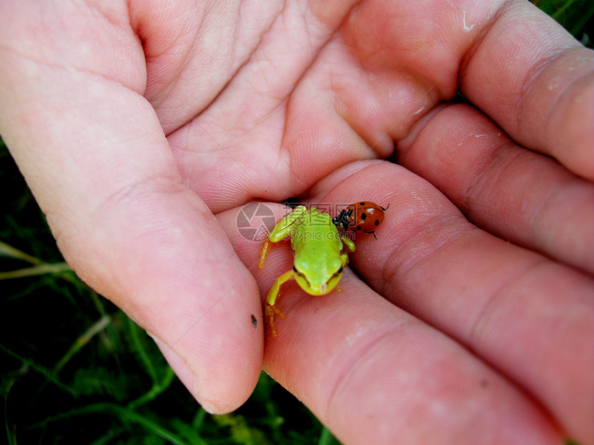 小绿青蛙和棕榈上的红甲虫图片