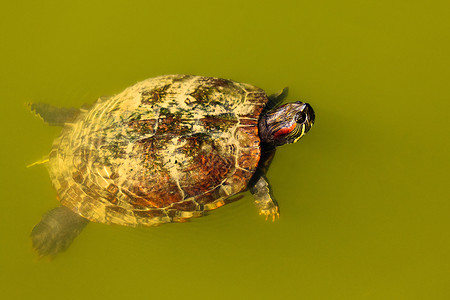 海龟游泳野生动物生活眼睛背景图片