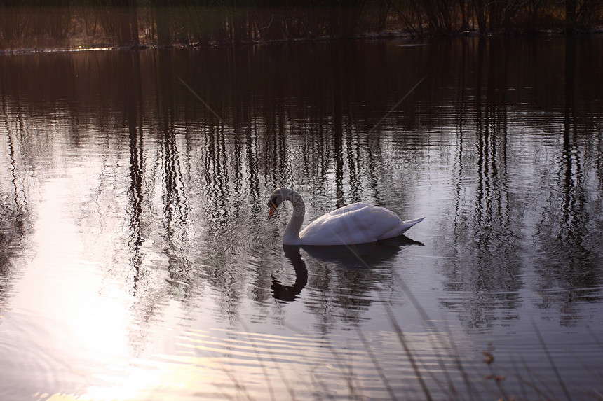 在法国湖边的野天鹅哑巴羽毛优美脖子海浪飞行池塘荒野野生动物镜子季节图片