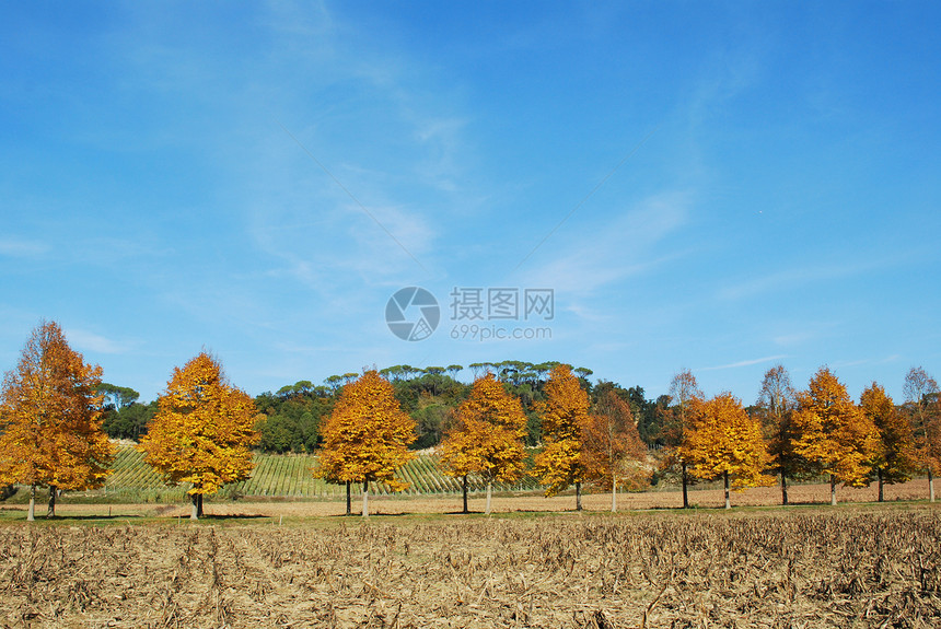 托斯卡纳的秋天风景国家旅游晴天山坡全景场地蓝色爬坡农田农村图片