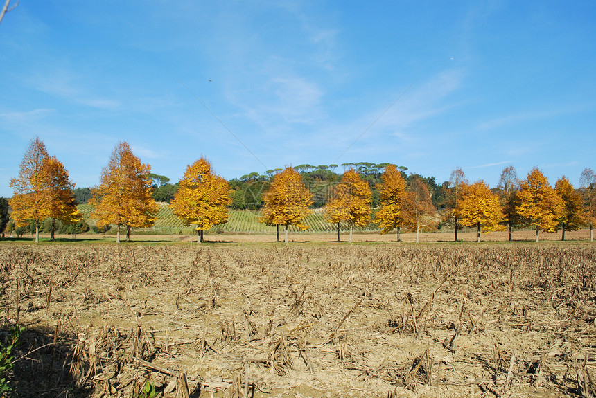 托斯卡纳的秋天风景晴天藤蔓葡萄园农田场地蓝色场景山坡国家全景图片