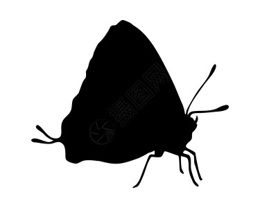 热带蝴蝶翅膀昆虫科学昆虫学动物插图背景图片