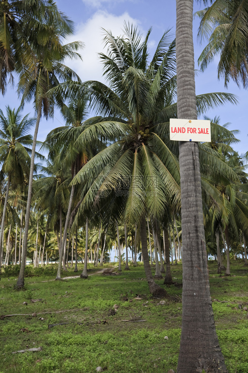 出售土地蓝色假期棕榈商业天空绿色热带销售图片