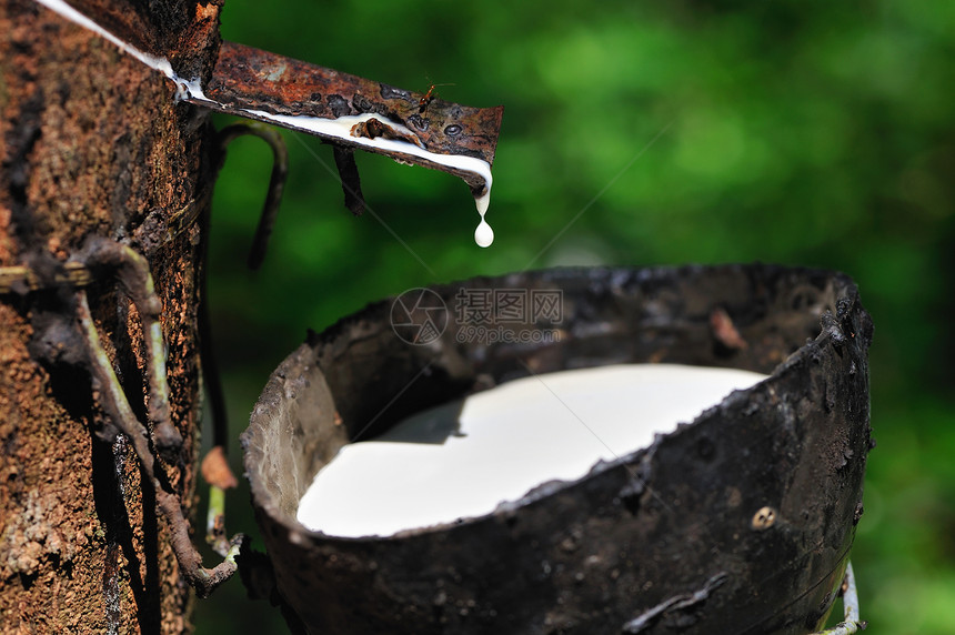 橡胶树白色森林乳胶液体热带生产木头丛林林业树液图片