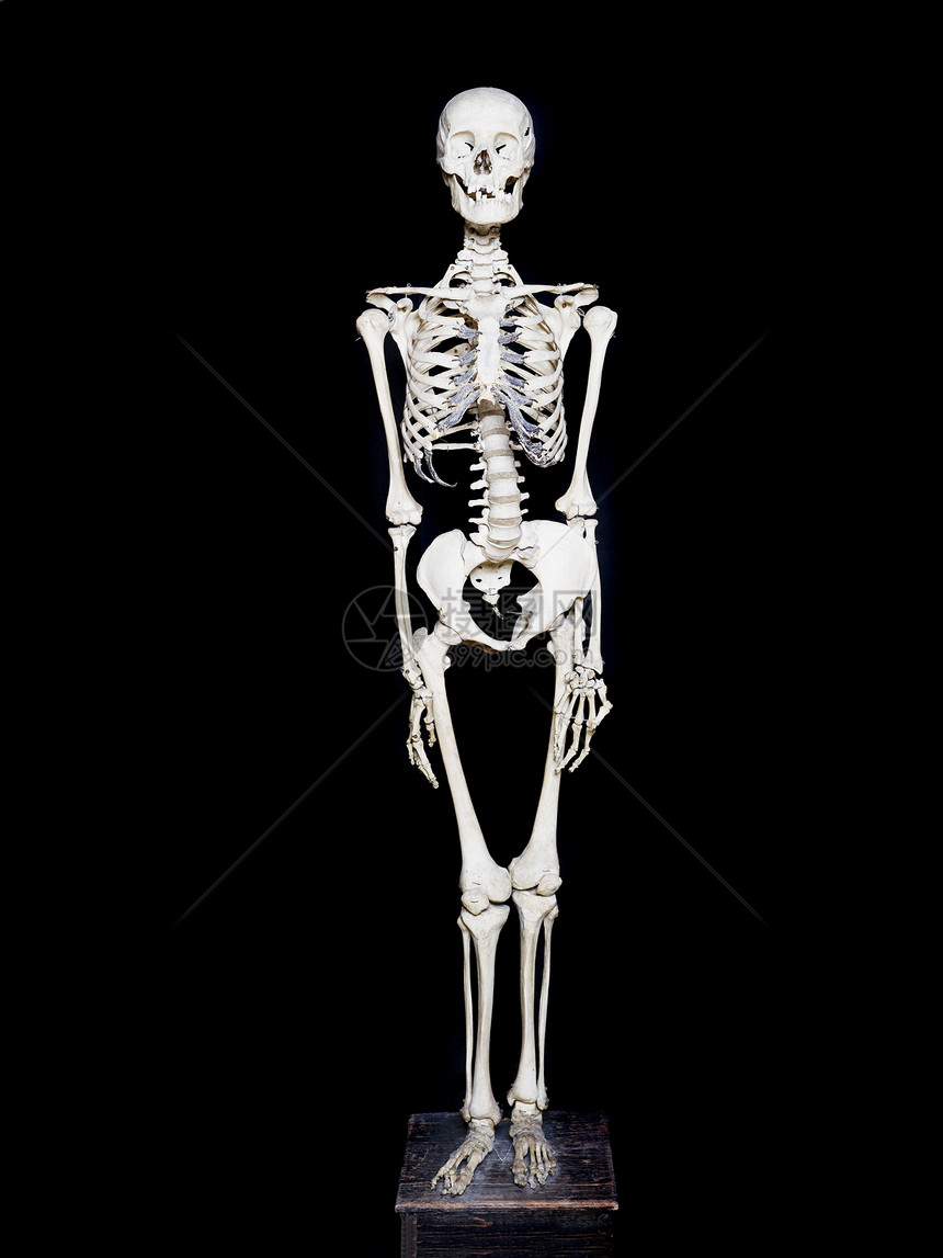 黑背景的骨质素框架颅骨骨骼结构解剖学白色威吓黑色牙齿幻影图片