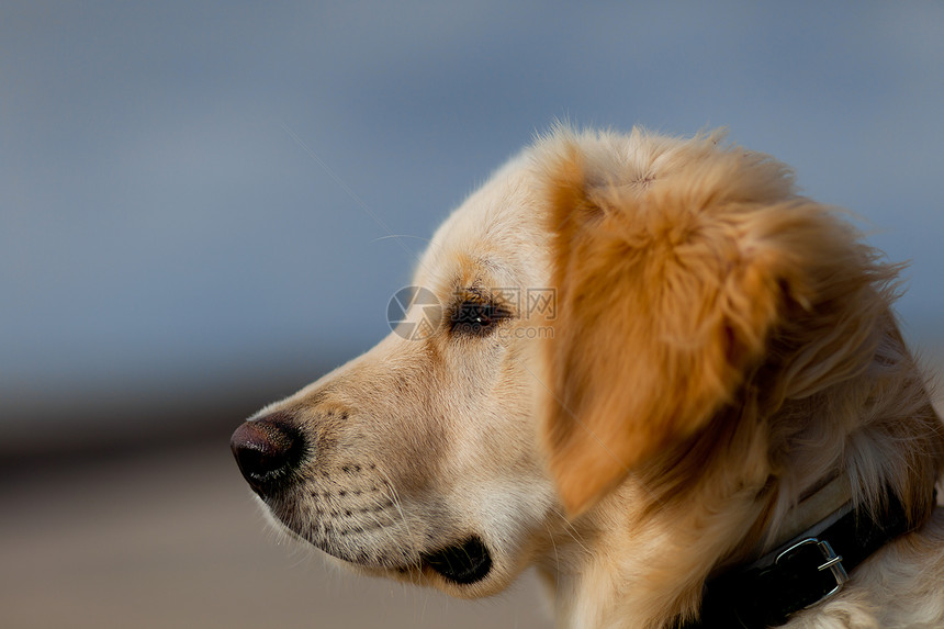 黄金寻金血统猎犬哺乳动物微笑眼睛朋友动物鼻子毛皮幸福图片