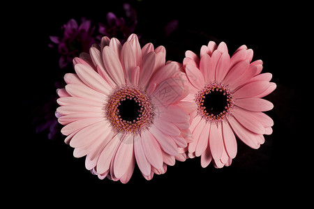 粉色菊花植物学植物雏菊植物群花瓣背景图片