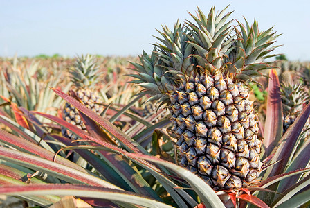 菠萝 热带水果生产高清图片素材
