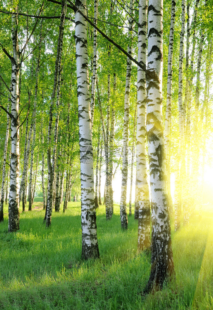 白树木头日落荒野环境远足桦木生活太阳植物国家图片