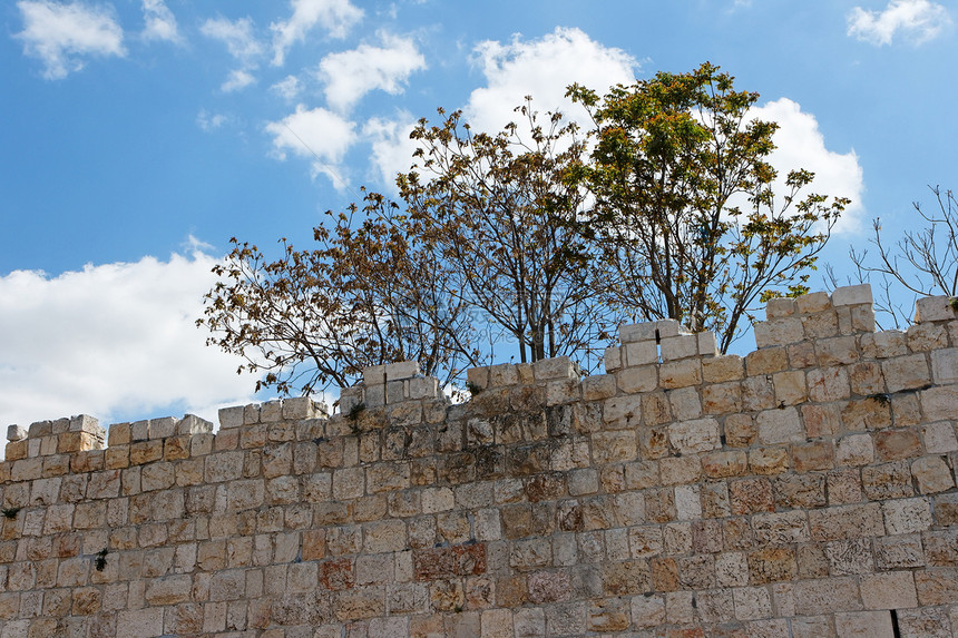 耶路撒冷旧城古石墙之上的树图片