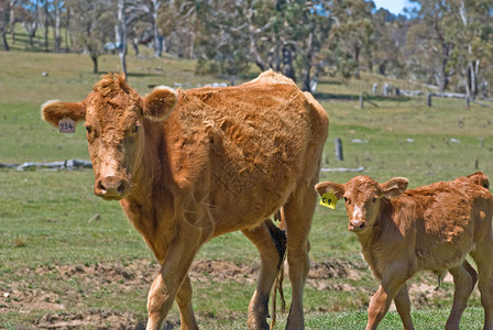 母牛与小牛母牛和小牛牛肉肉牛照片妈妈风光婴儿乡村田园国家牧场背景