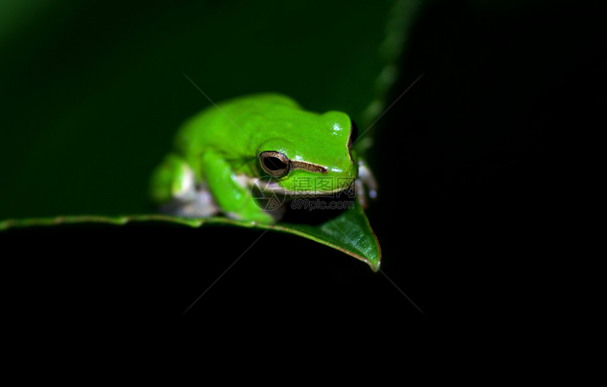 绿树青蛙植物两栖失误动物矮人绿色叶子野生动物图片