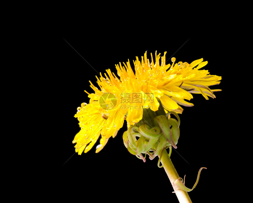 带水滴的黄色花朵图片