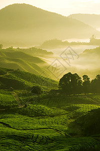 茶叶农场情绪场地线条荣耀种植园辉光草地植物爬坡纹理背景图片