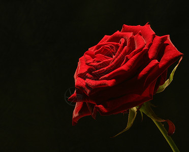 玫瑰红色背景图片