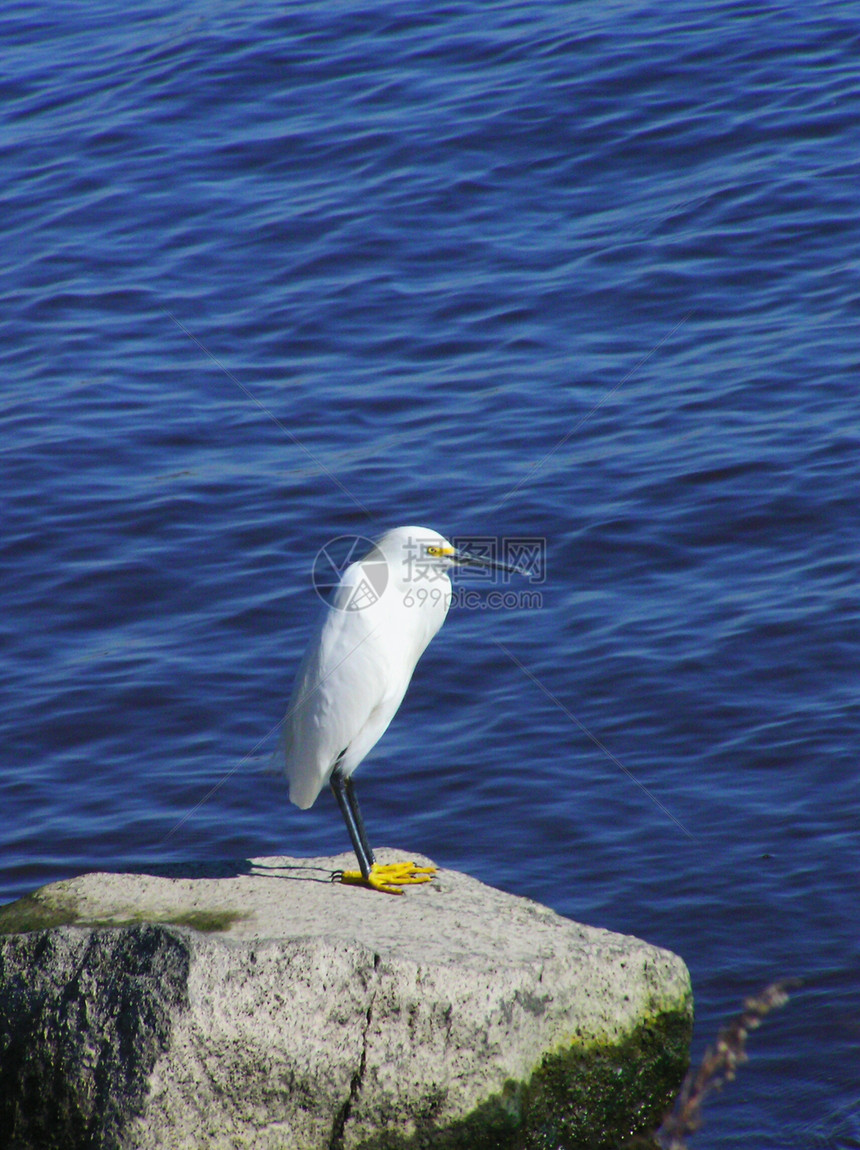 白雪埃格雷特海岸海洋海滩白鸟动物岩石图片