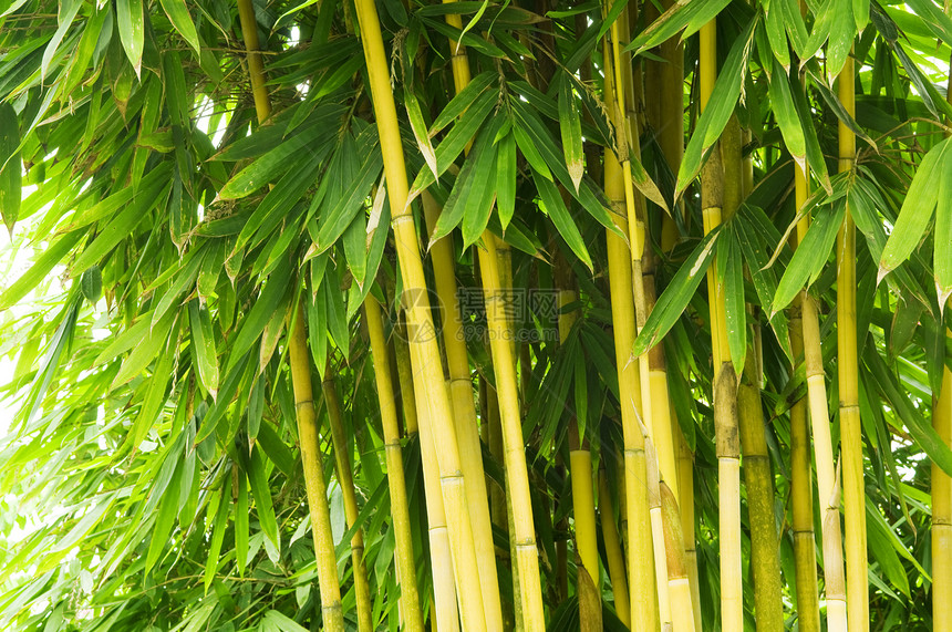 竹木树生活植物群木头环境森林丛林植物生长花园风水图片