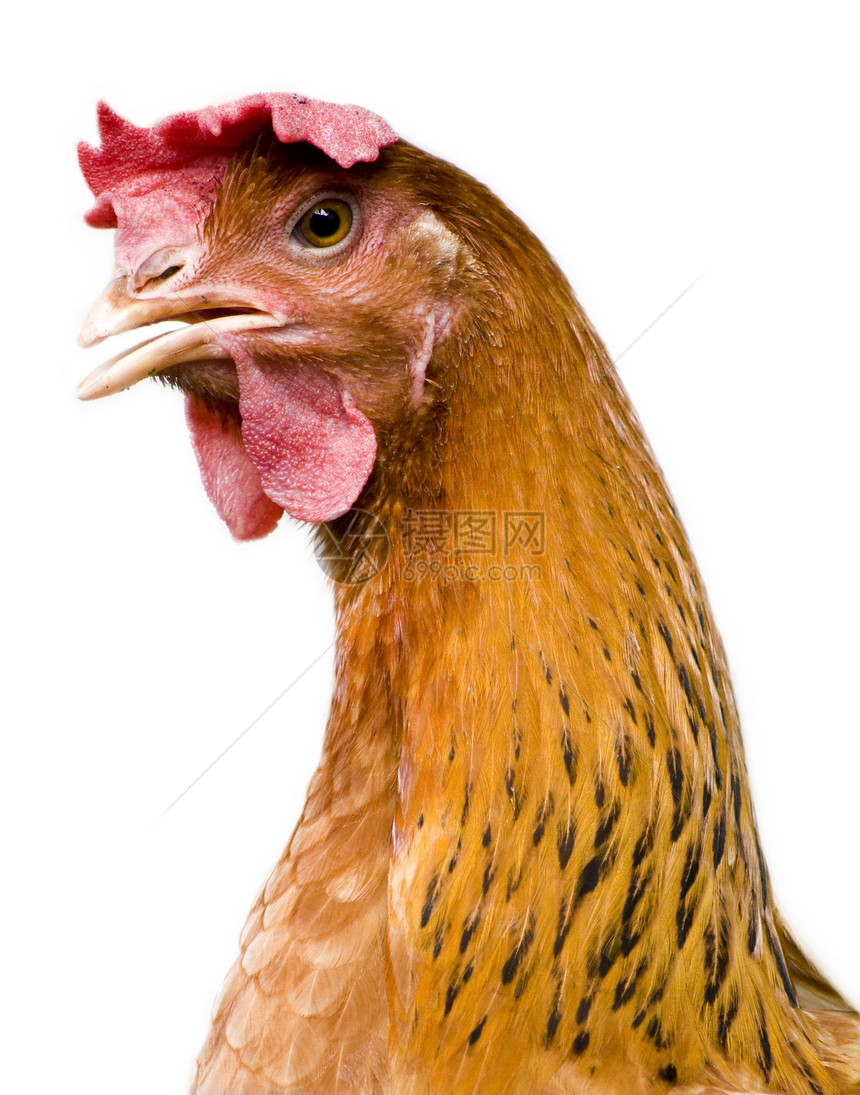 亨利肖像谷仓流感公鸡红色动物女性鸟类棕色家畜家禽图片