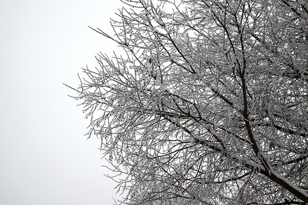 树枝上下雪危机生长状况天气背景图片