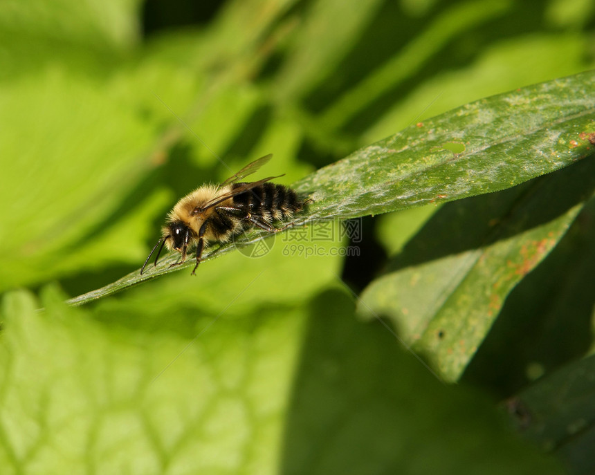 大黄蜂动物白色蜜蜂植物群植物生活花蜜荒野花粉昆虫图片
