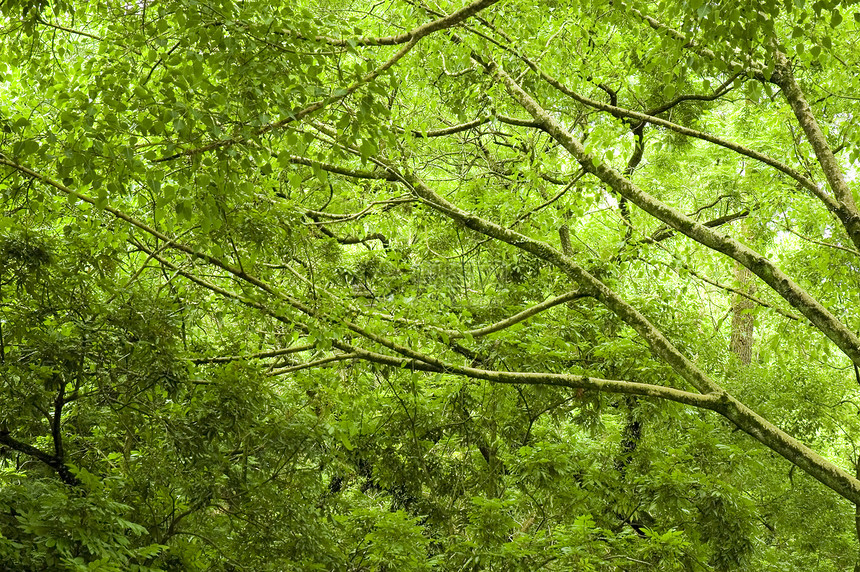 热带热带绿林季节环境光束荒野雨林野生动物农村公园阳光丛林图片