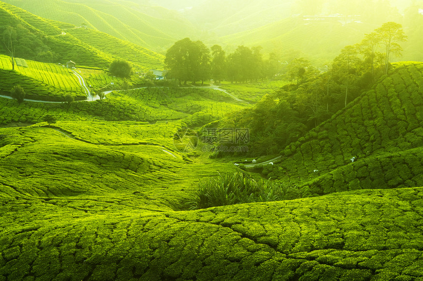 茶叶种植园阳光高地环境光束热带树木生长爬坡薄雾植物图片