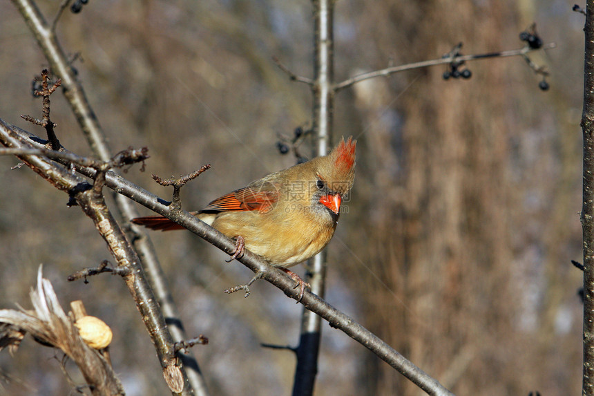 女红衣主教荒野野生动物羽毛观鸟歌曲动物群红色鸟类栖息雏鸟图片