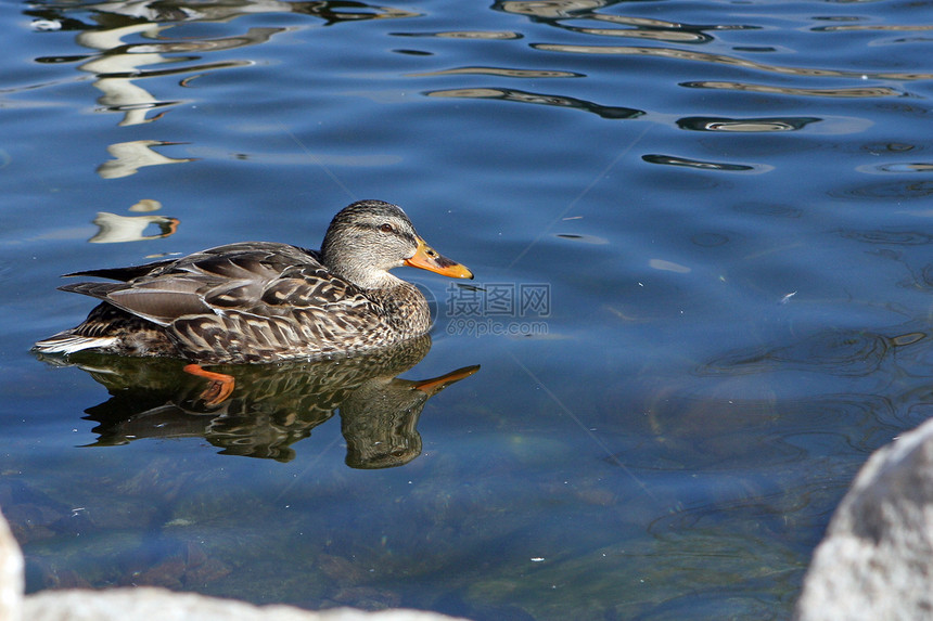 鸭绿头鸭雌性男性草原账单鸭子鸟类眼睛水禽游泳女性休息图片