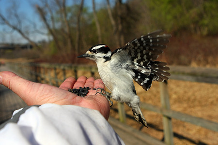 密苏里州自然观鸟高清图片