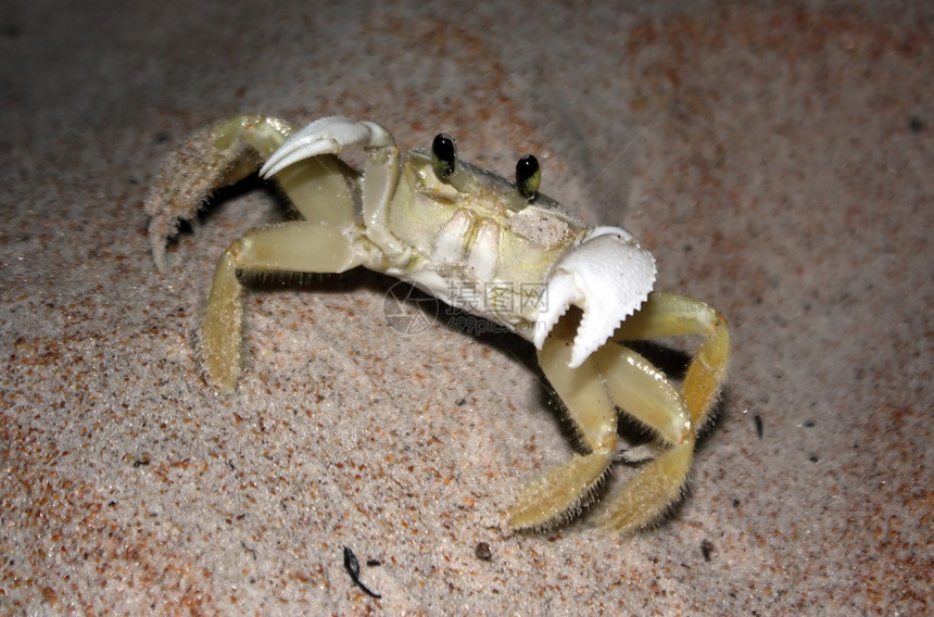 螃蟹荒野海岸警报动物沿海海洋生物栖息地生态野生动物图片