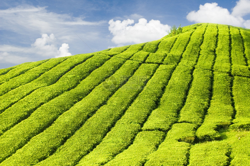 茶叶种植园草地财产植物群爬坡场景蓝色天空叶子场地高地图片
