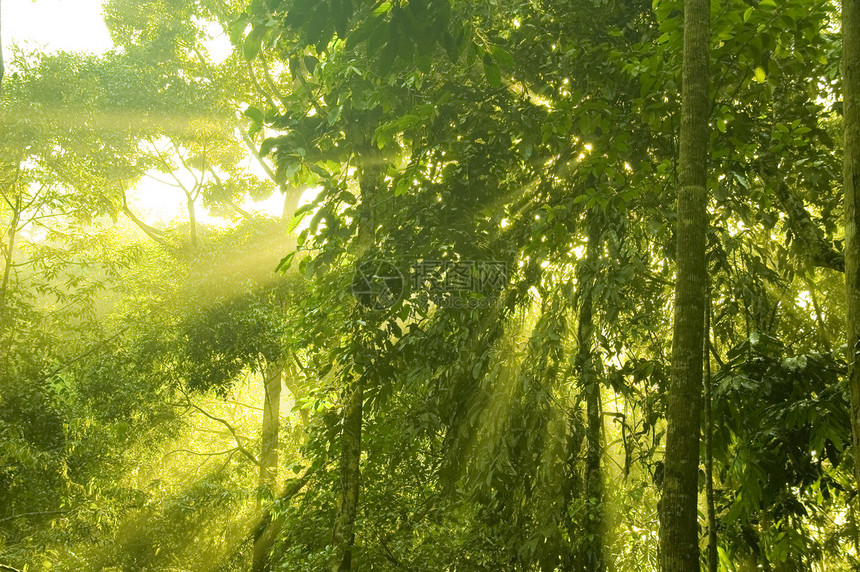 绿林太阳热带日光季节薄雾墙纸农村森林叶子神话图片