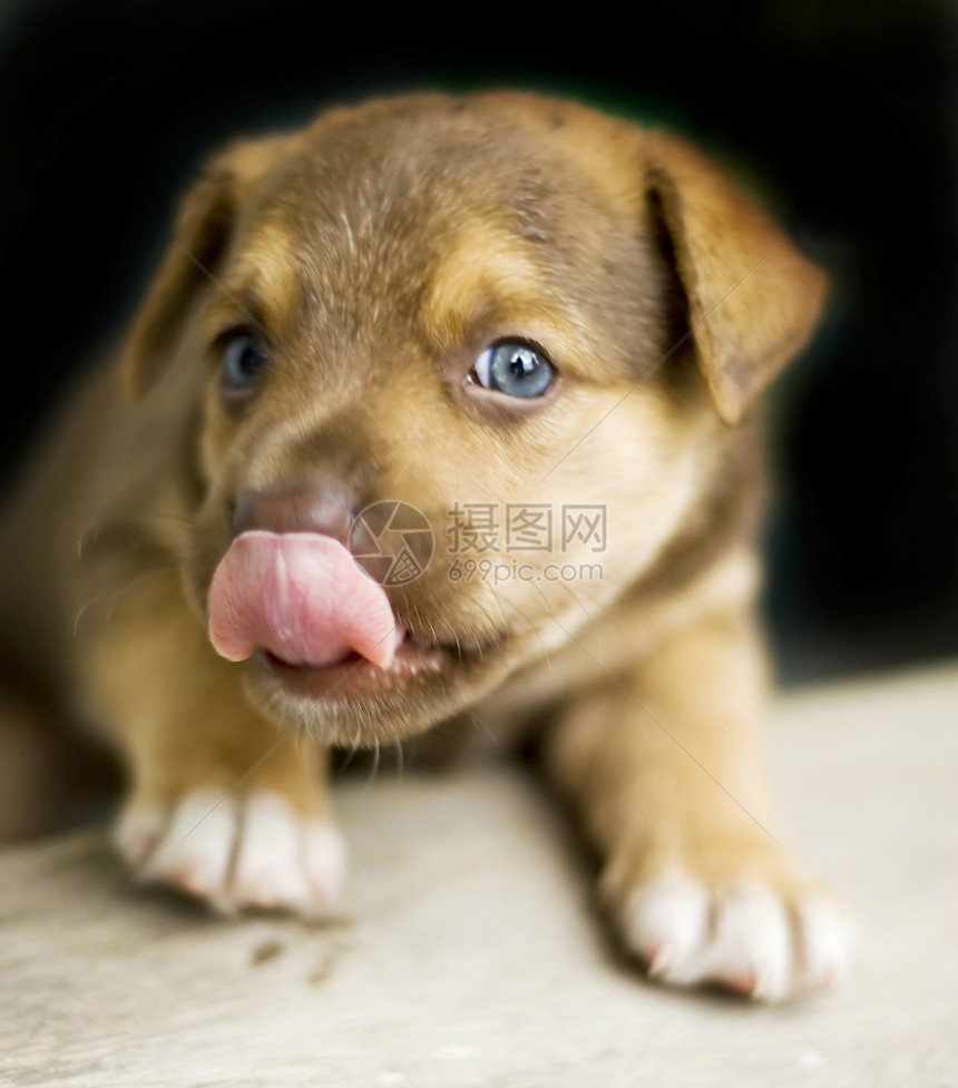 小小狗工作室犬类鼻子哺乳动物眼睛宠物食物动物舌头享受图片