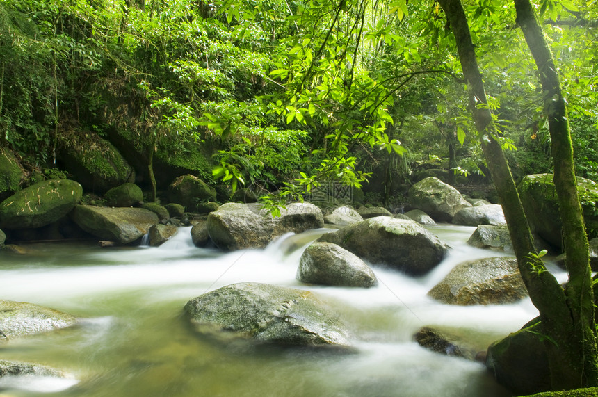 热带雨林和河流环境热带溪流植物雨林波纹苔藓瀑布季节流动图片