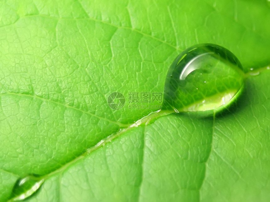 绿叶上的雨滴荒野生活宏观生态气泡液体植物树叶草地植物群图片