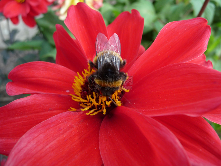 红花与蜜蜂蜂蜜昆虫翅膀花瓣熊蜂漏洞植物群叶子植被花园图片