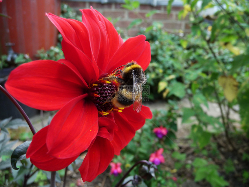红花与蜜蜂花园昆虫生长叶子植被熊蜂红色漏洞花瓣蜂蜜图片
