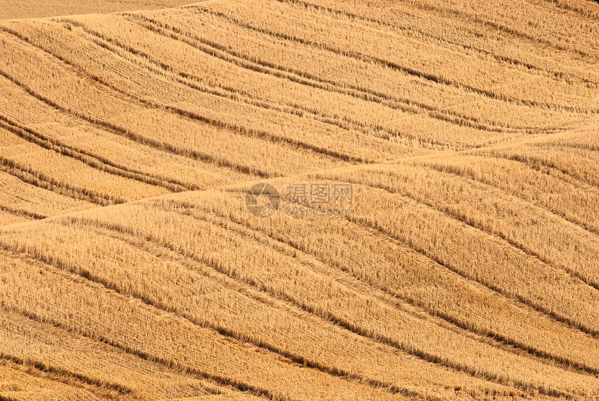 美国华盛顿惠特曼县收割小麦田的轨迹图片