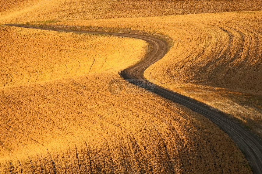 美国华盛顿惠特曼县日落时弯曲泥土路和田地图片