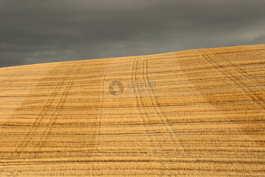 美国华盛顿惠特曼县小麦薯条和黑云的足迹图片