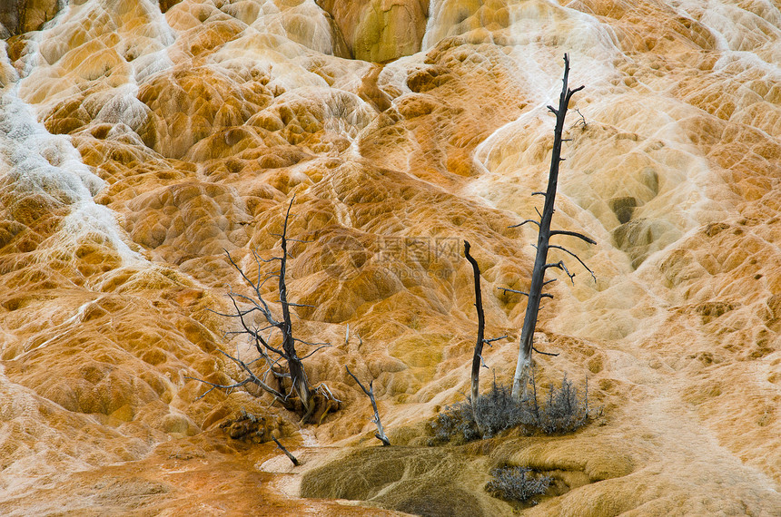 美国怀俄明州帕克县黄石国家公园的石灰石 死松树和富含矿物质的小溪流的细节图片